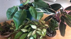 Check spelling or type a new query. Lighting For Indoor Plants University Of Maryland Extension