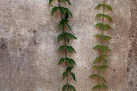 Image result for Dolichandra unguis-cati