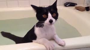 If they prefer to have only two of their feet in the if you have a small or scared cat, try bathing him in the sink or in a smaller tub within your bathtub. Cat Swimming In Bathtub Youtube
