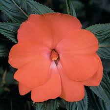 They thrive in a spot vigorous and versatile, sunpatiens take traditional impatiens to the next level with plants that thrive in shade or sun. Celebration Tropical Peach New Guinea Impatiens
