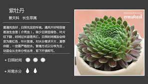第6课 多肉植物图鉴 六 多肉植物图鉴 好知网 planting succulents succulents plants