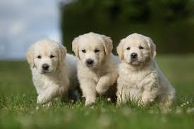 15 Pictures Of The Cutest Golden Retriever Puppies That Will Make Your Heart Melt