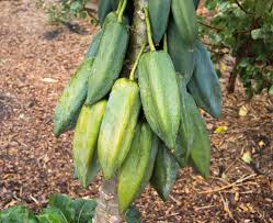 Image result for Vasconcellea pubescens