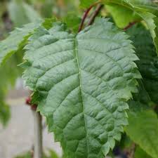 Buy from specialist nursery with 20 years experience, 97% review score & nationwide delivery. Prunus Collingwood Ingram Pink Flowering Cherry Trees For Sale
