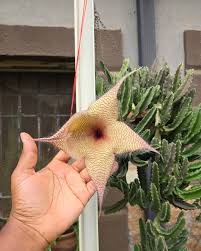 Image result for Stapelia gigantea