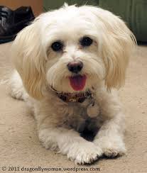 Rather, the roach is supposed to nibble off a bit of the poison and take it back to his family. Friday 5 Insects The Dogs Ate The Dragonfly Woman