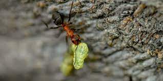 Check spelling or type a new query. Got Ants In Your Plants Here S What You Need To Know