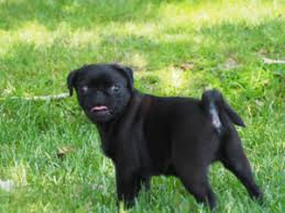 Pug Kocaeli