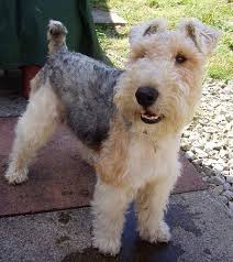 Es Saritaaaa No Pueden Ser Todos Tan Identicos Fox Terrier Wire Fox Terrier Wirehaired Fox Terrier