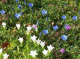 Etsitkö hotellia läheltä nähtävyyttä botanischer garten schellerhau, altenberg? Botanischer Garten Schellerhau Altenberg Ot Schellerhau Im Erzgebirge