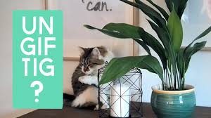 So gibt es beim kaffeebaum. 6 Ungiftige Pflanzen Fur Katzen Youtube