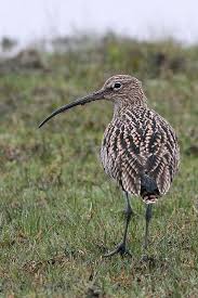 Shore Birds Of Cape Cod Tus Obras Son Maravillosas Como Muy Bien Percibe Mi Alma Salmo 139 14 Rey De Los Prados Curlew Eurasiatico Numeni Beautiful Birds Sea Birds Shorebirds