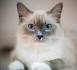 Top 10 Cutest Cat Breeds - List Dose