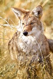 Remove all food sources from your yard. How To Keep Coyotes Away From Cats Arxiusarquitectura