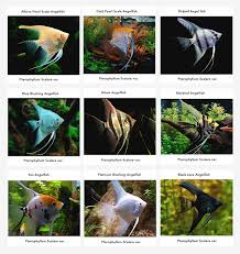 Angelfish Information Care Tankmates Feeding And Breeding All Aquarium Info Where To Buy Garra Angel Fish Fresh Water Fish Tank Tropical Freshwater Fish
