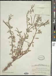 Image result for Euploca ovalifolia