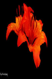 Beautiful Flower Wallpaper Beautiful Flowers Wallpapers Flower Wallpaper Beautiful Flowers Images Hd