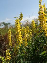 Image result for Crotalaria trichotoma