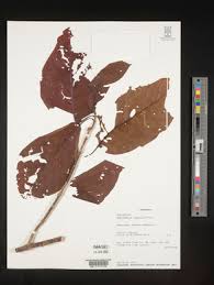 Image result for Burttdavya