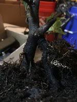 Remove stray branches when pruning for. Flowering Quince Texas Scarlet Pruning Bonsai Nut