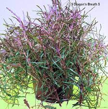 1000 Images About House Plants On Pinterest Houseplant Snake Dragon S Tongue Indoor Shade Plants Plants Shade Plants
