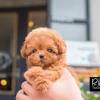 Teddy bear puppies for sale. Https Encrypted Tbn0 Gstatic Com Images Q Tbn And9gcqoyqr 1gfrlabm0vaqnelgqsus3wa86ulhlsmbuabjwqgqtzwq Usqp Cau