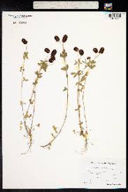 Image result for Trifolium semipilosum
