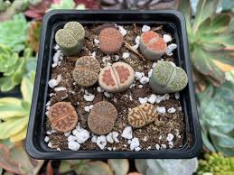 Image result for Lithops
