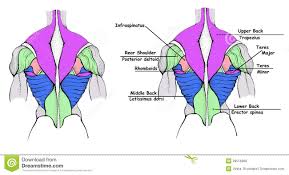 The muscles of the lower back help stabilize, rotate, flex, and extend the spinal column, which is a bony tower of 24 vertebrae that gives the body structure and houses the spinal cord. Female Back Muscles Drawing
