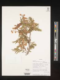 Image result for Acacia brevispica