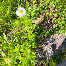 Image result for Hypertelis umbellata