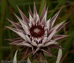 Image result for Macledium zeyheri