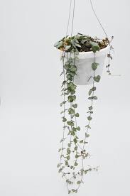 Image result for Ceropegia papillata