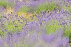 Image Of Lavender Fields Hvar By Luka Esenko 1001295