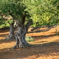 Tronco De Viejo Olivo Olivos Kalamata Grecia Olivo Arboles Olivo Arbol