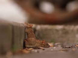 Monday to friday 8:30am to 6pm, and on. Belfast Family Forced To Flee Home After Catching 19 Rats In 24 Hours The Independent The Independent