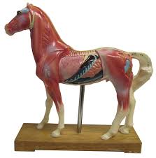 Horse Acupuncture Points Model With Authoritative Booklet Equine