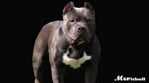 Lancaster puppies advertises puppies for sale in pa, as well as ohio, indiana, new york and other states. Blue Pitbulls Pennsylvania Pa Blue Pitbull Puppies For Sale