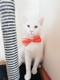 Turuncu Papyonlu Kedi 2020 Kedi Maymunlar Mavi Gozler