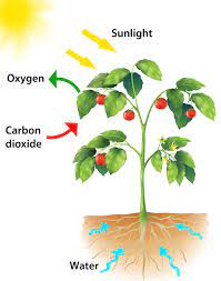 Photosynthesis For Kids