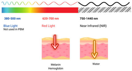Red and near-infrared optical absorption depth in dermal layers，AI 生成