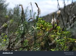 Image result for Hebenstretia dentata