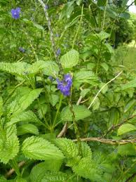 Image result for Stachytarpheta urticifolia