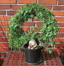 Image result for Kedrostis nana