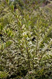 They are drought tolerant, but if kept too dry, the foliage will. Lonicera Nitida Lemon Beauty Variegated Box Honeysuckle Plant Lust