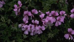 Check spelling or type a new query. Geranium Plantengids Tuincentrum Osdorp