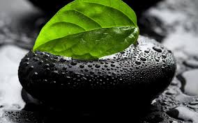 If there is no picture in this collection that you like, also look at other collections of backgrounds on our site. Leaf Full Hd 1080p Wallpapers Full Screen Hd Wallpaper 4k 1920x1200 Download Hd Wallpaper Wallpapertip