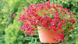 Image result for ostruhatka