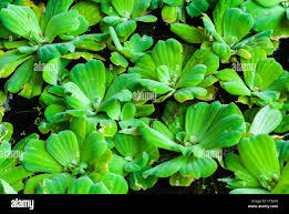 Image result for Antopetitia abyssinica