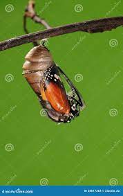The Process of Eclosion(2/13 ) the Butterfly Try To Drill Out of Cocoon  Shell, from Pupa Turn into Butterfly Stock Image - Image of alebion, mate:  28617263